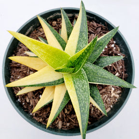 Gasteraloe 'Green Gold' Variegated