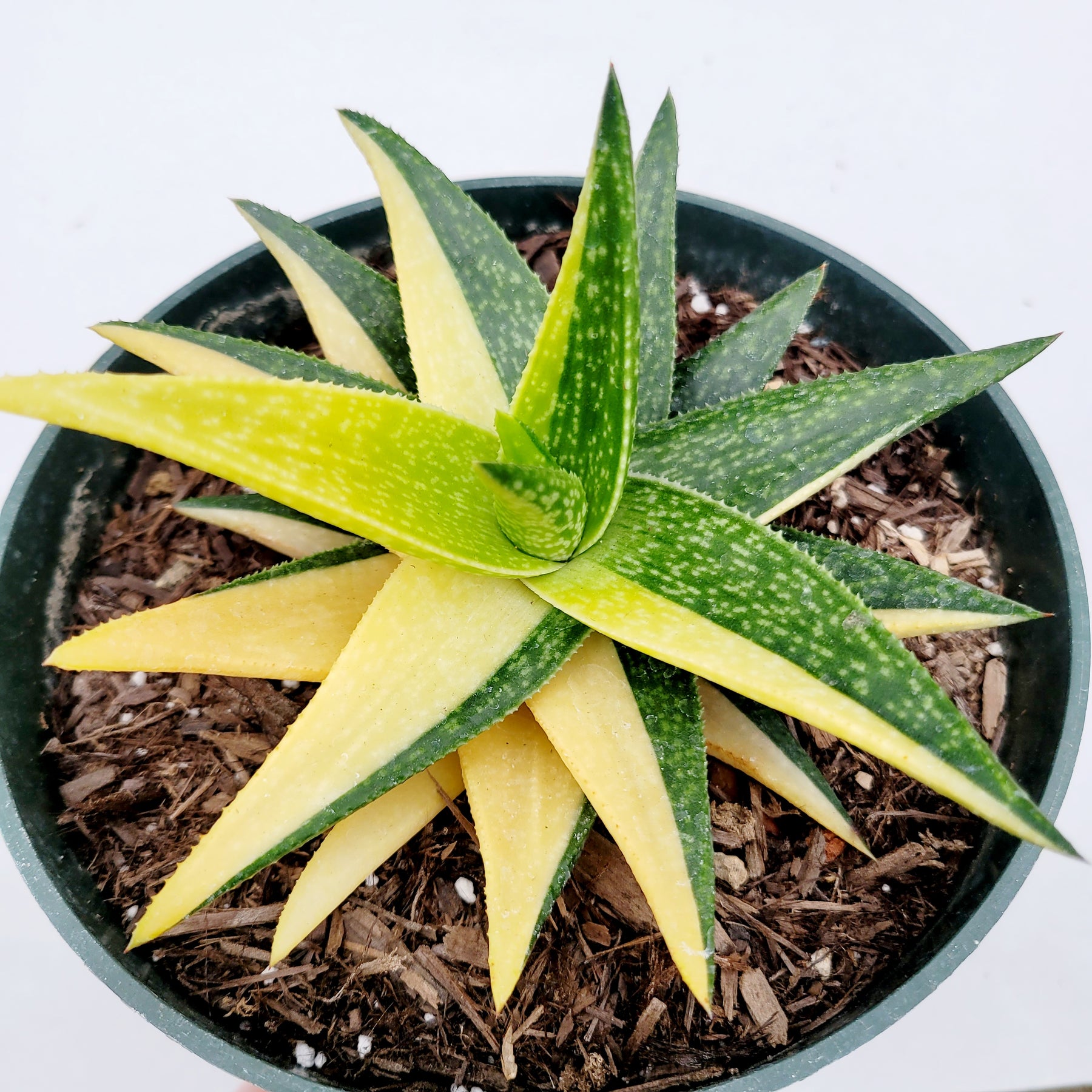 gold pot succulent Gasteraloe 'Green Gold' Variegated
