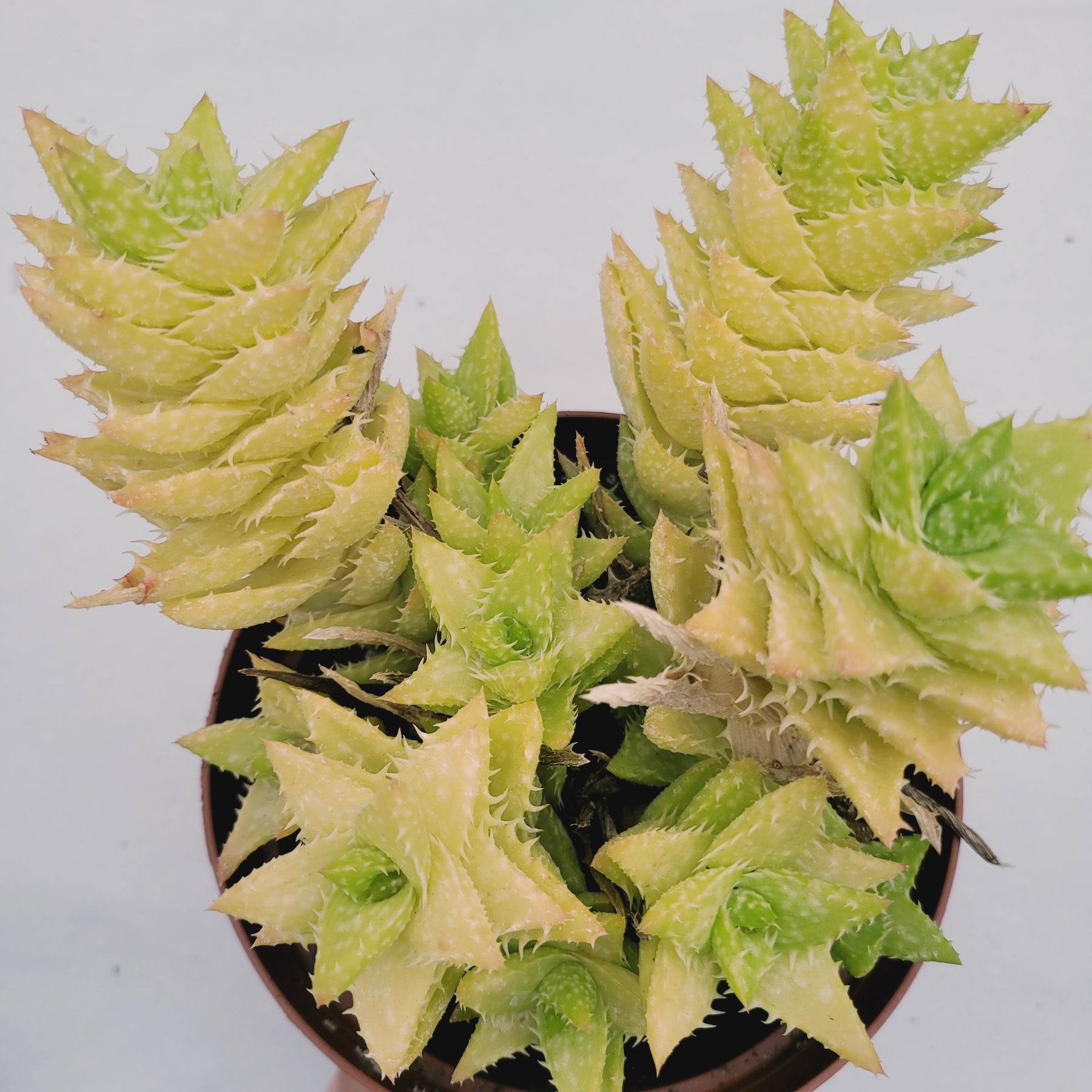 tooth succulent pot Aloe juvenna 'Tiger Tooth Aloe'