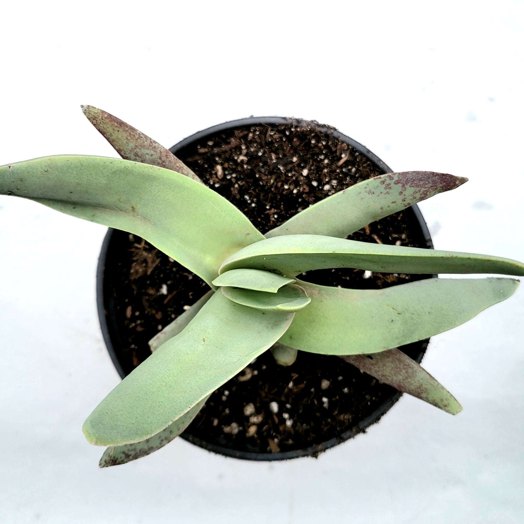 succulent propeller plant Crassula falcata 'Propeller Plant' -