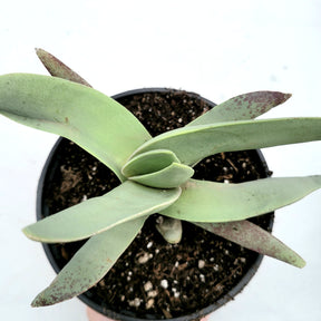 Crassula falcata 'Propeller Plant' - Succulents Depot