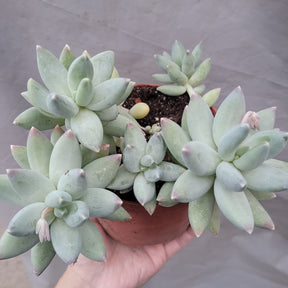 Pachyphytum 'Moon Silver' - Succulents Depot