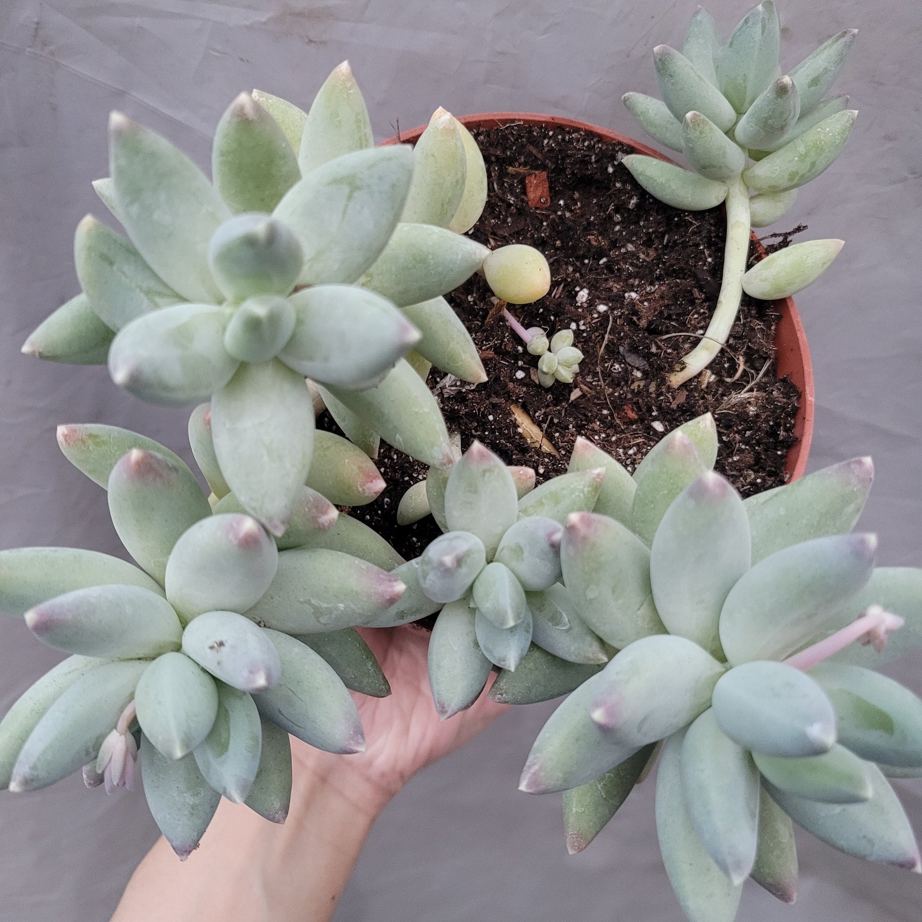 moon silver succulent Pachyphytum 'Moon Silver'