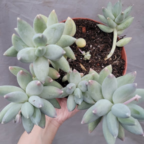 Pachyphytum 'Moon Silver' - Succulents Depot
