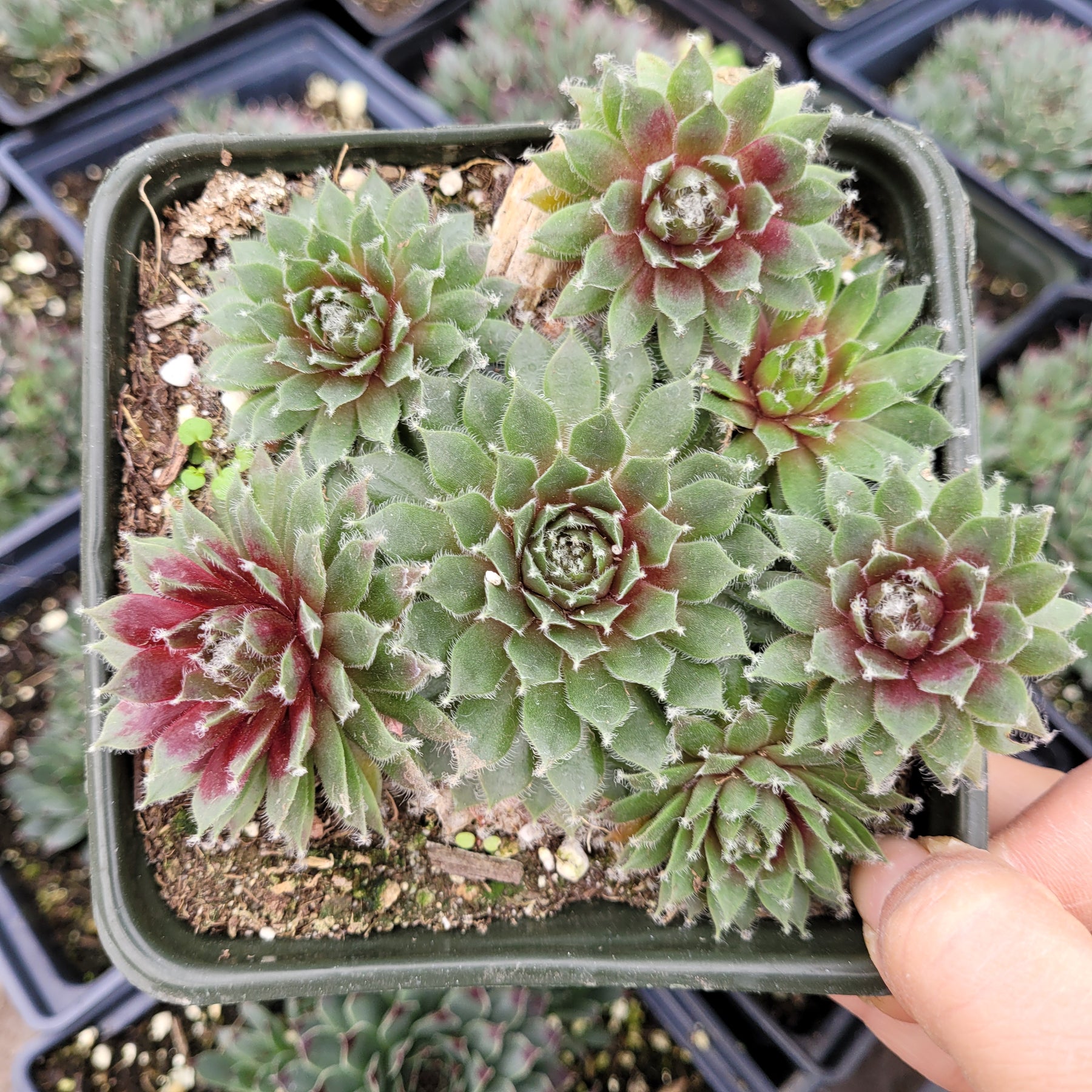 cobweb succulent bloom Sempervivum arachnoideum 'Red Cobweb'