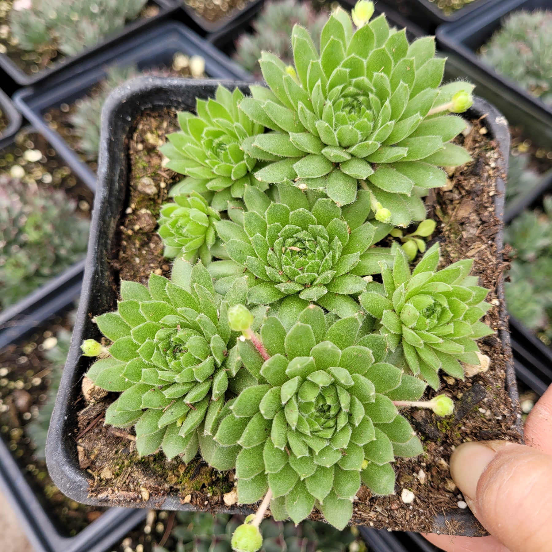 succulents with stalks Sempervivum 'Cornelia'