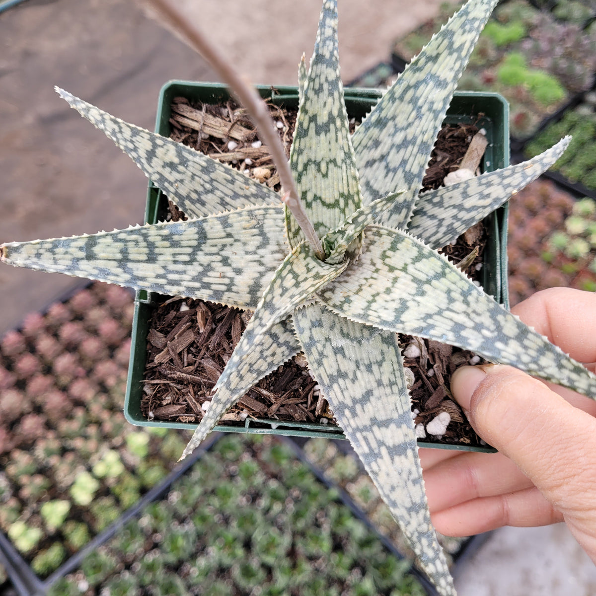 Aloe 'White fox'