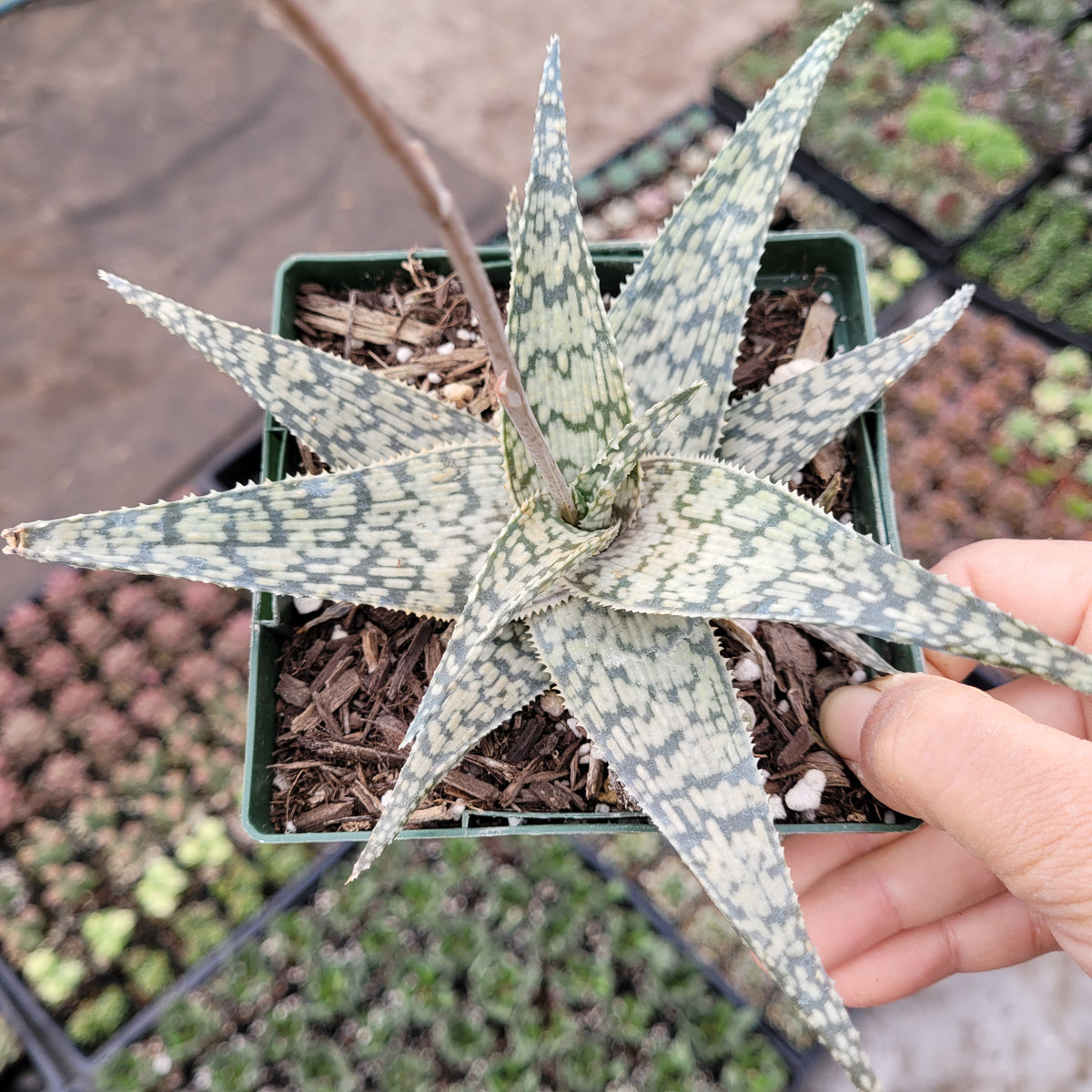 Aloe 'White fox'