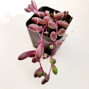 purple string succulent Othonna capensis 'Ruby Necklace' 2 Inch