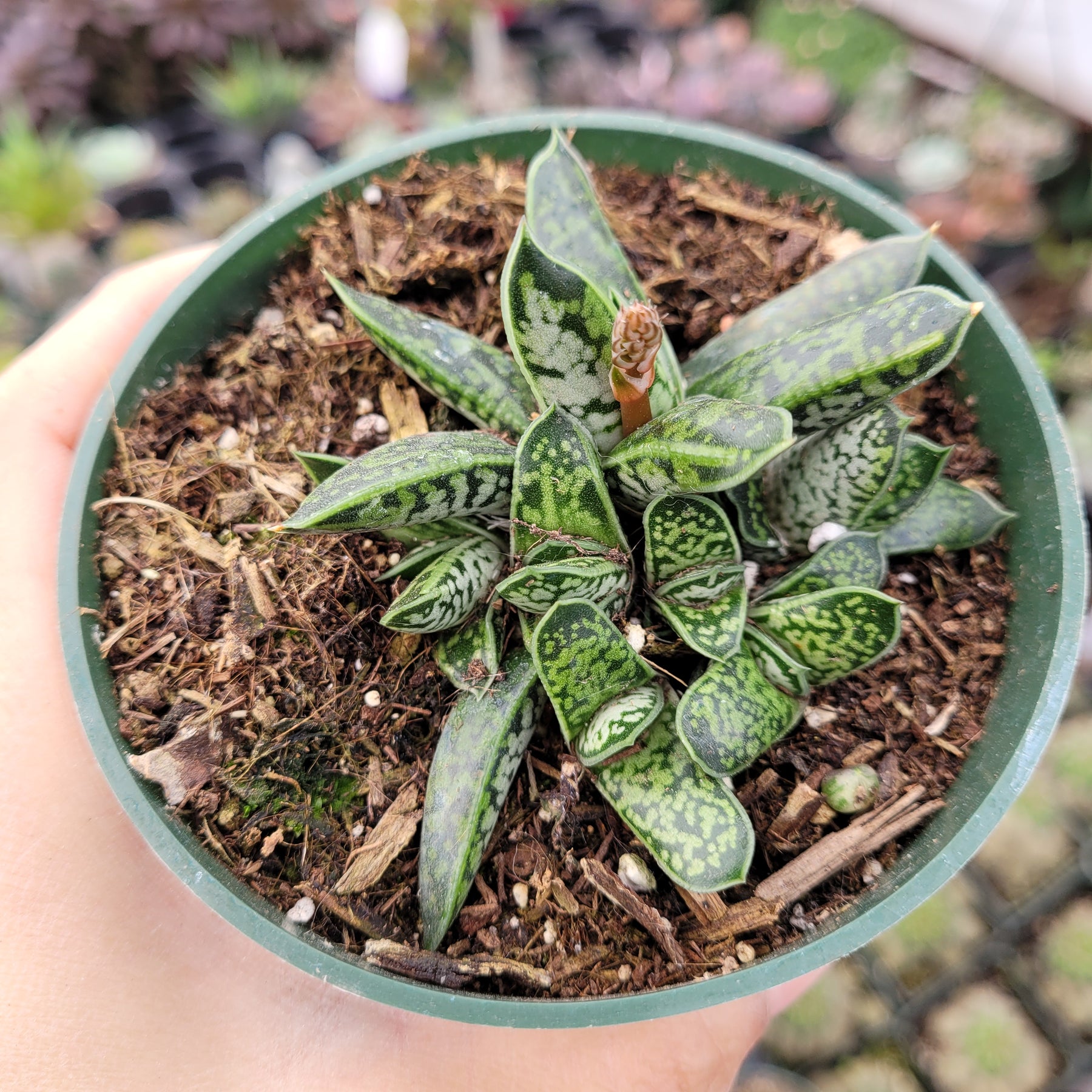 gasteria succulent Gasteria liliputana 'Dwarf Gasteria' -