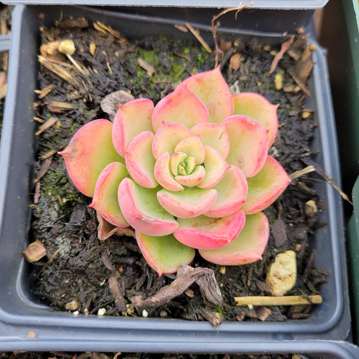 Echeveria Noble