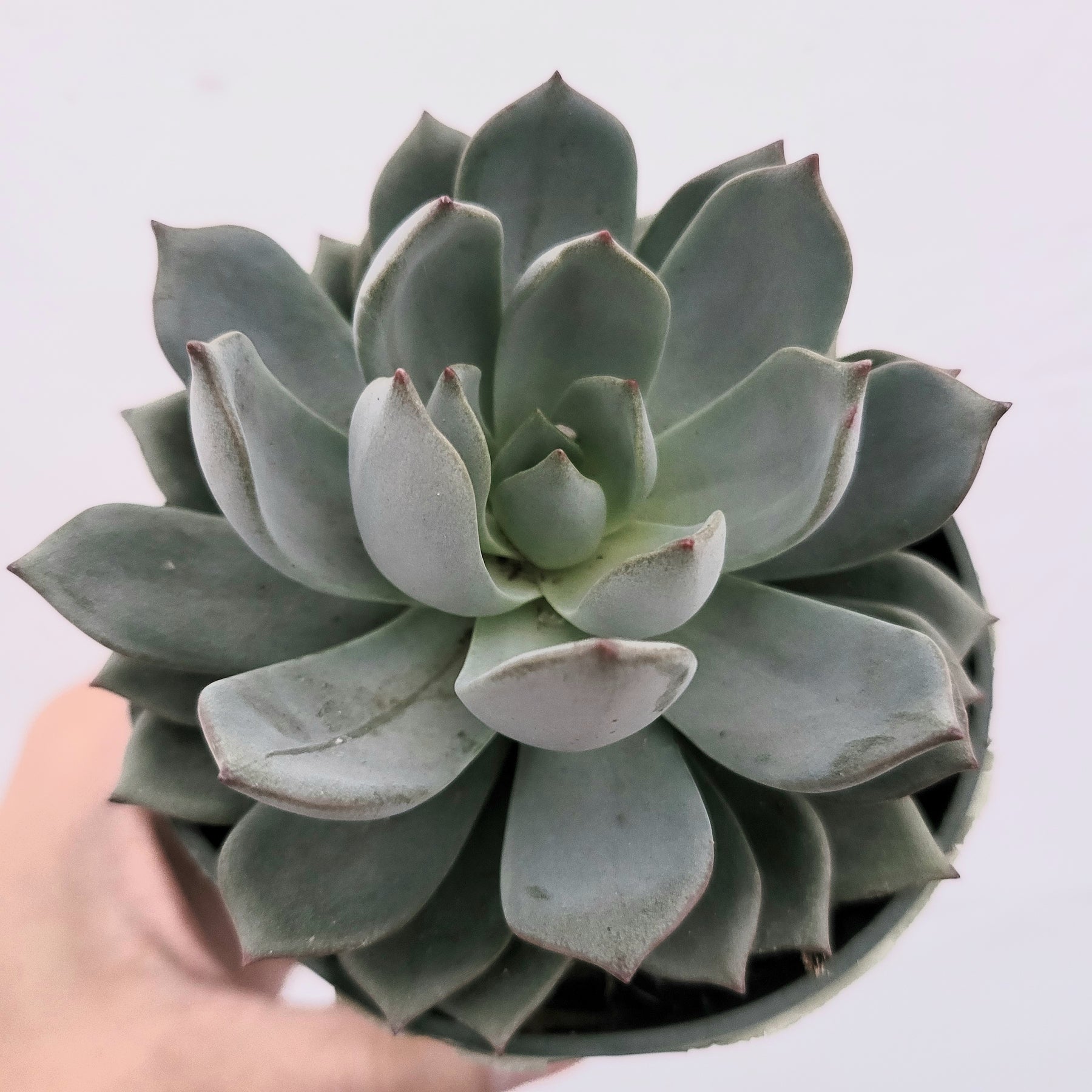 gray succulent plant Echeveria Sp Grey