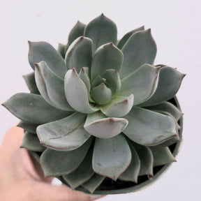 grey succulent pot Echeveria Sp Grey 2 Inch