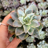 Echeveria 'Galaxy Blue' rosette with reddish-tipped leaves.