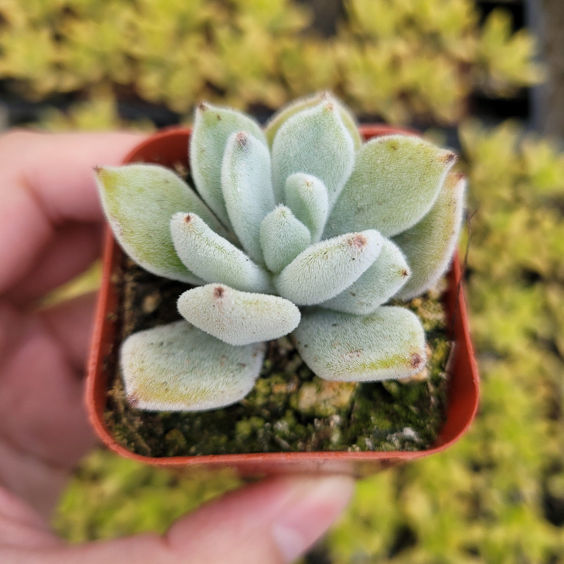 frosted claw succulent Echeveria 'Frosty'