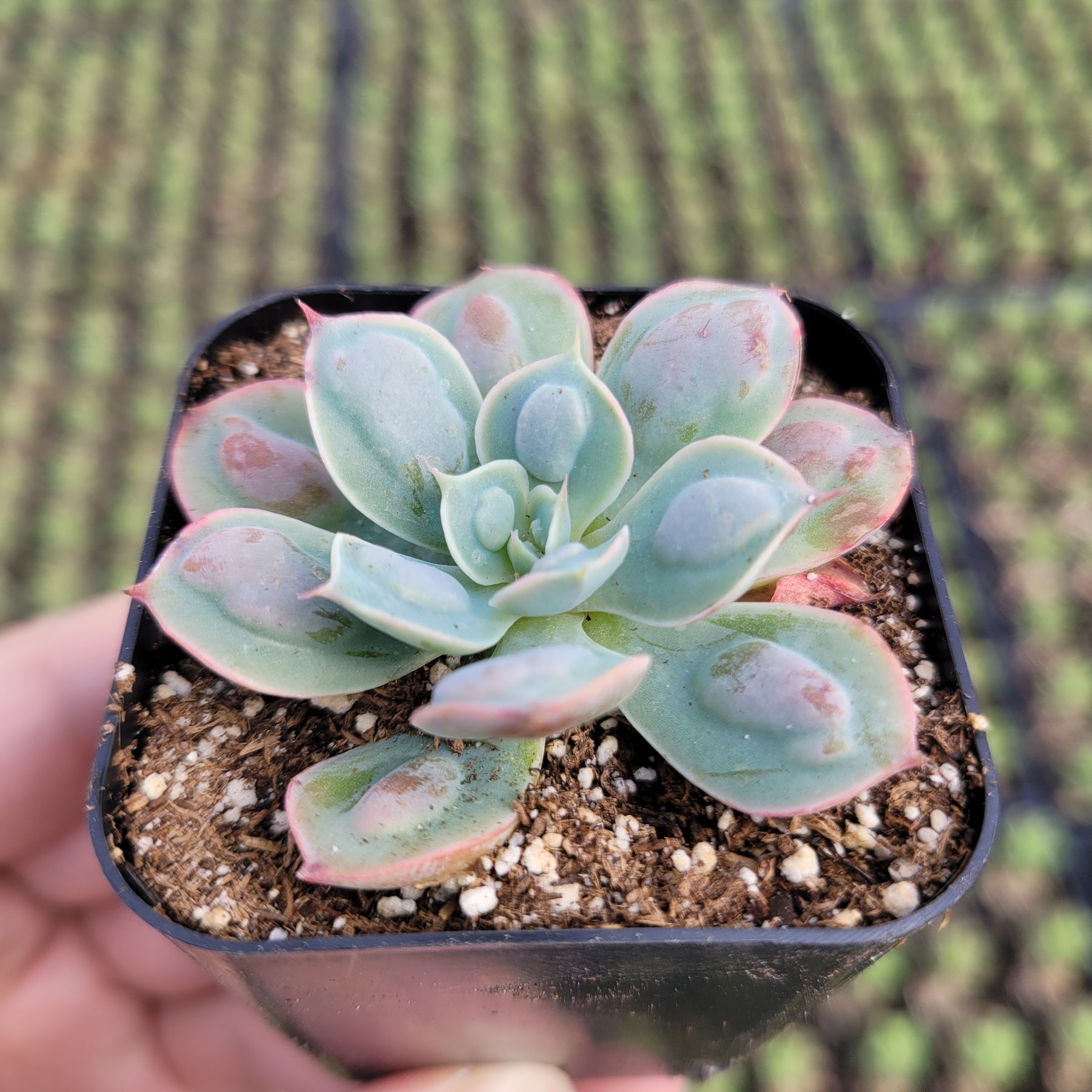 succulent raindrops Echeveria 'Raindrops'