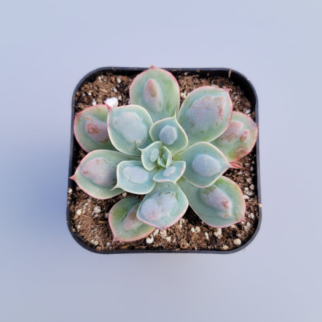 Echeveria 'Raindrops' succulent in a square pot.