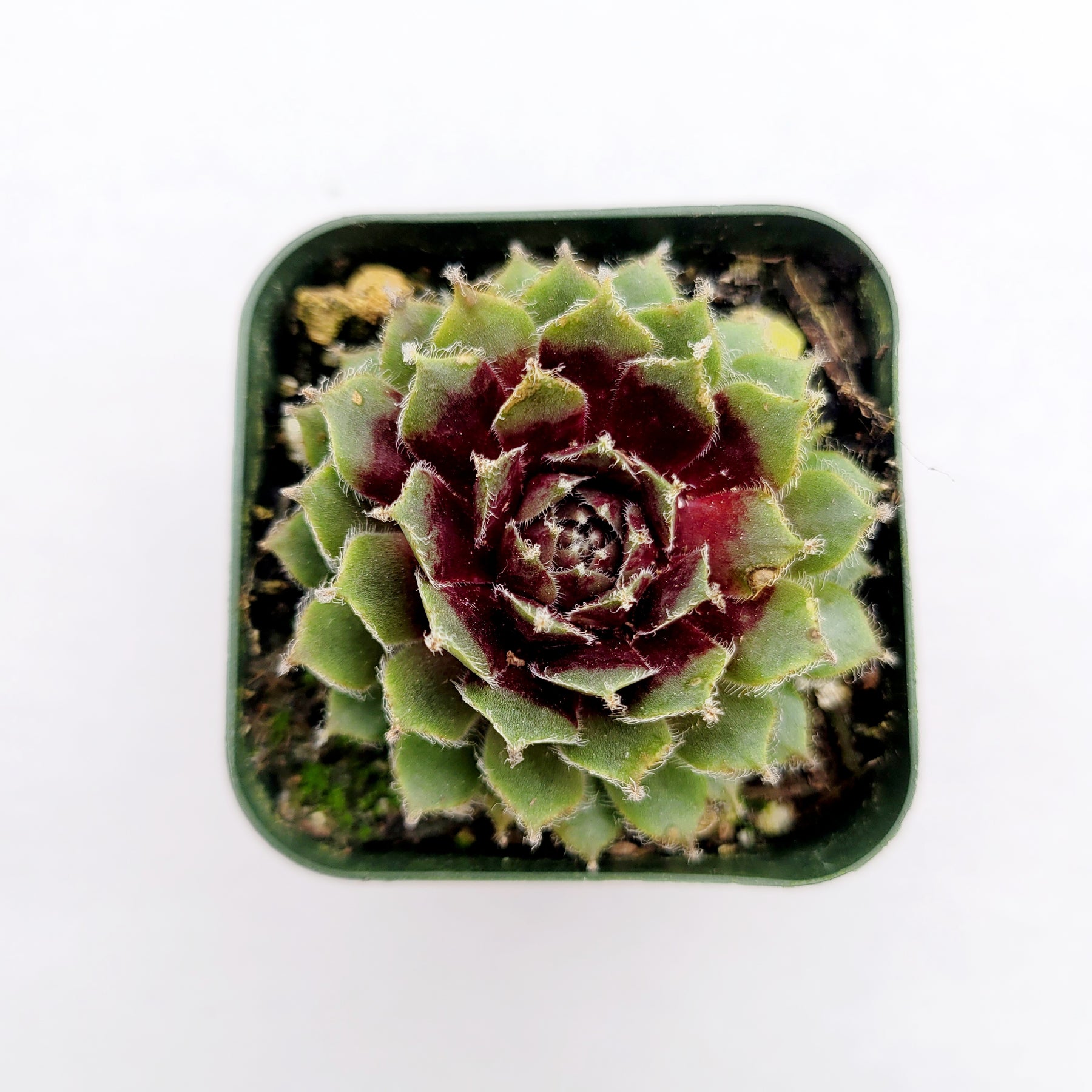 succulent with cobweb Sempervivum arachnoideum 'Red Cobweb' -