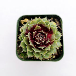 cobweb succulent propagation Sempervivum arachnoideum 'Red Cobweb'