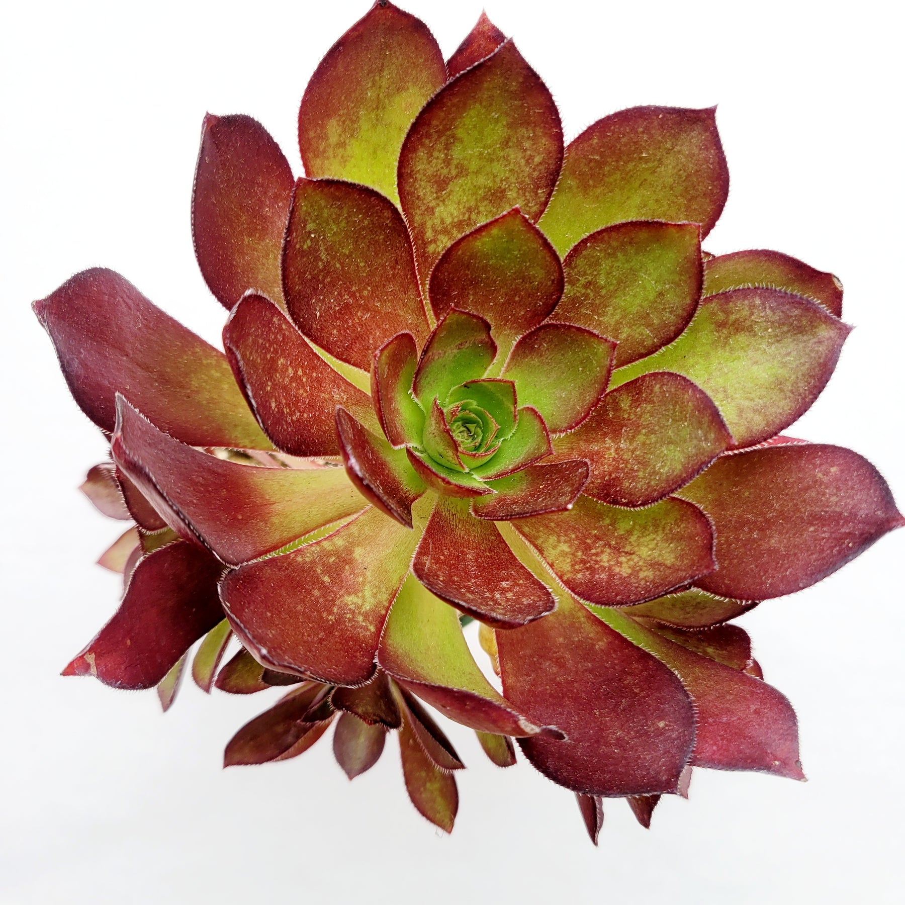 pinwheel succulent plant Aeonium arboreum 'Silk Pinwheel'