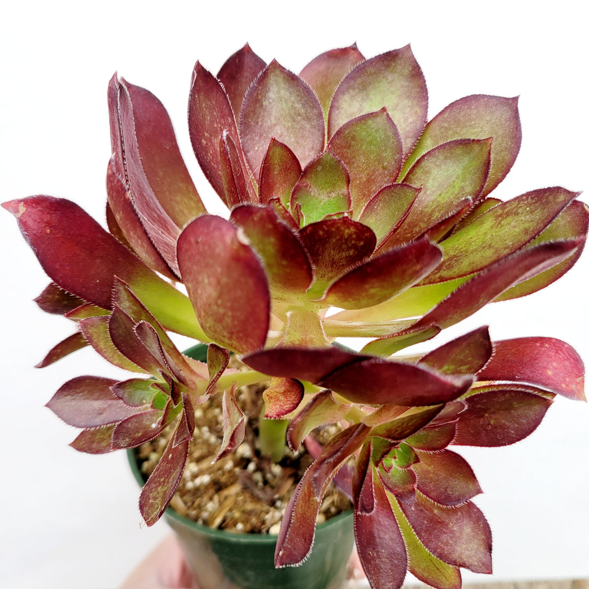 Aeonium arboreum 'Silk Pinwheel'