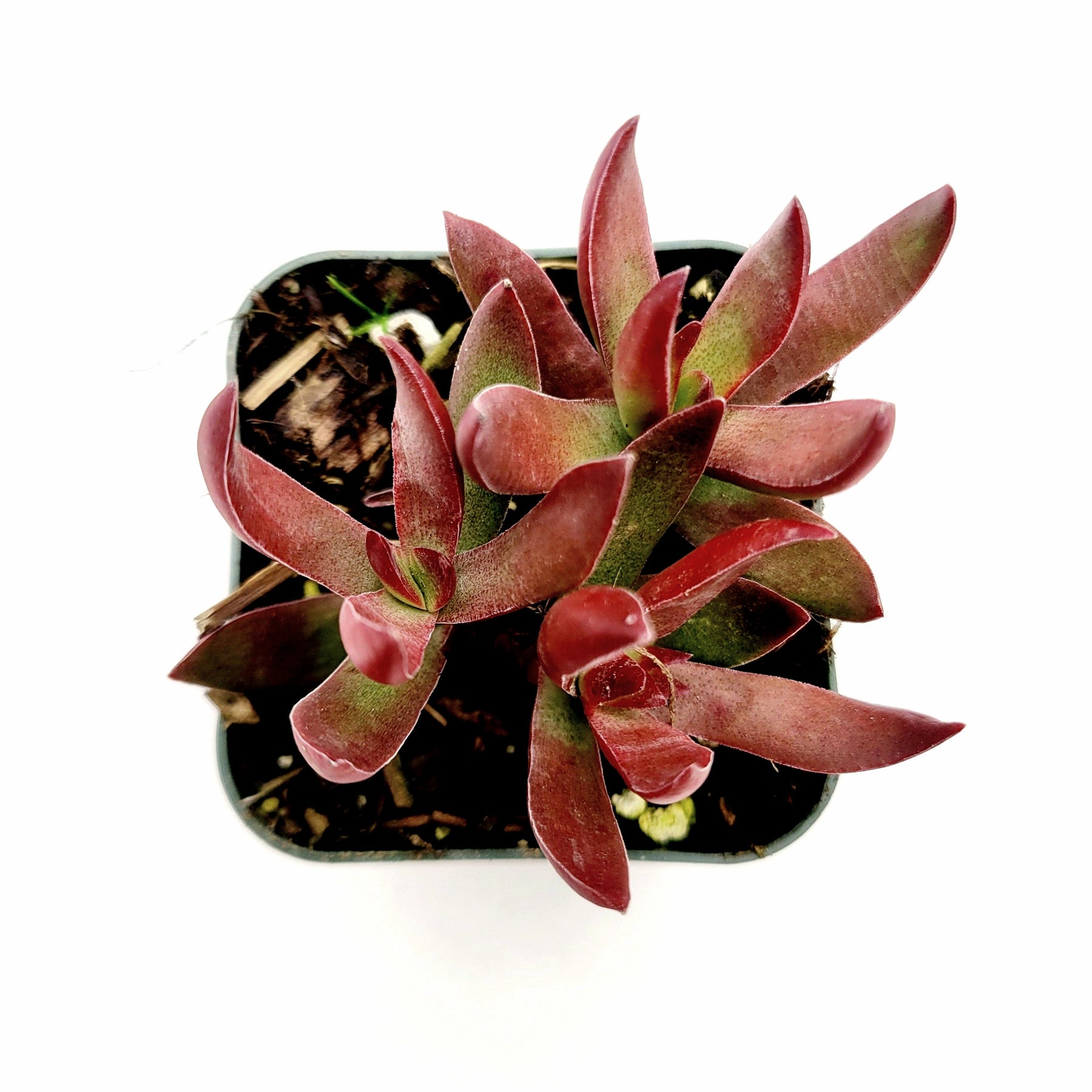 succulent butterfly plant Crassula rubricaulis 'Butterfly Bush'