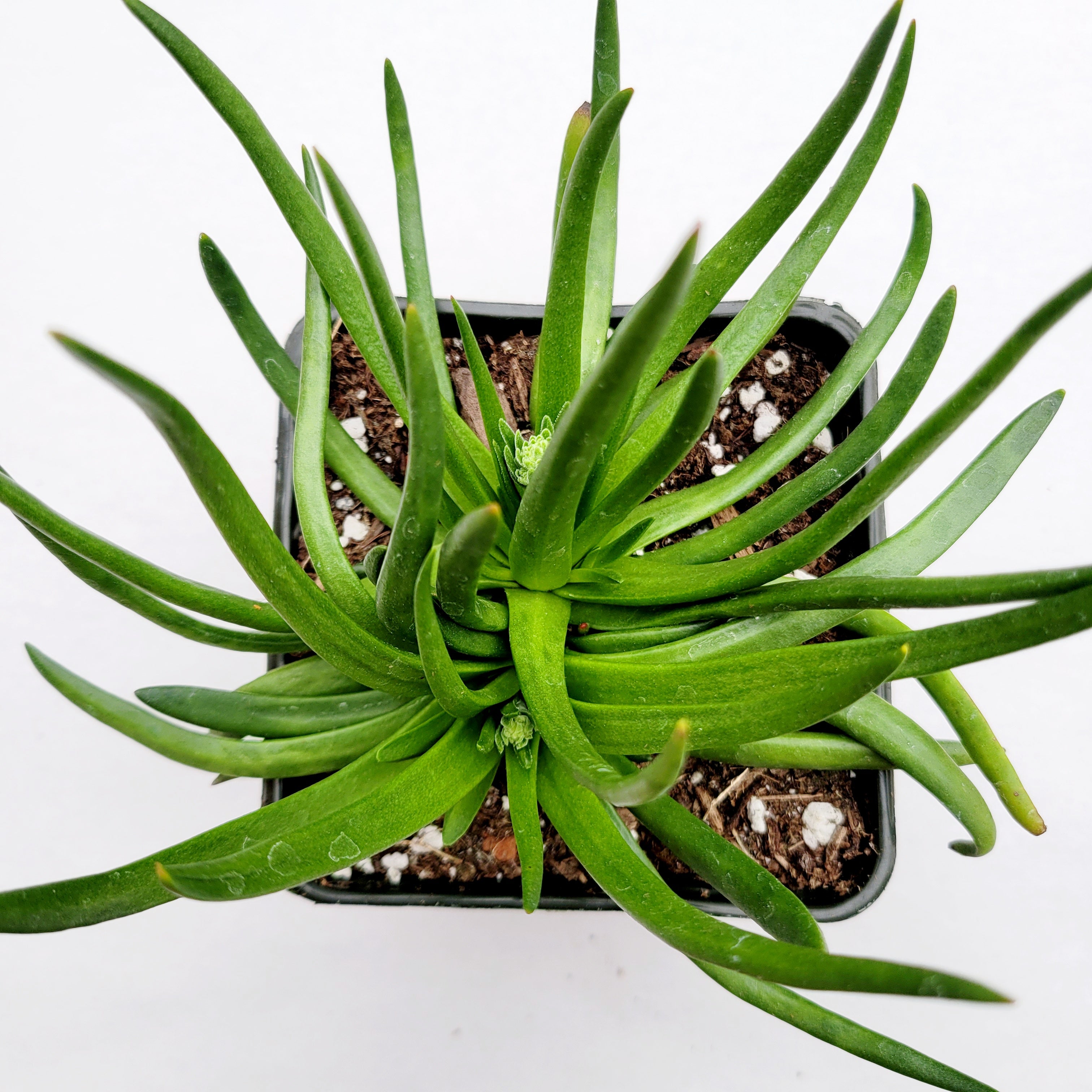 Crassula nudicaulis Devil's Horns 4 Inch