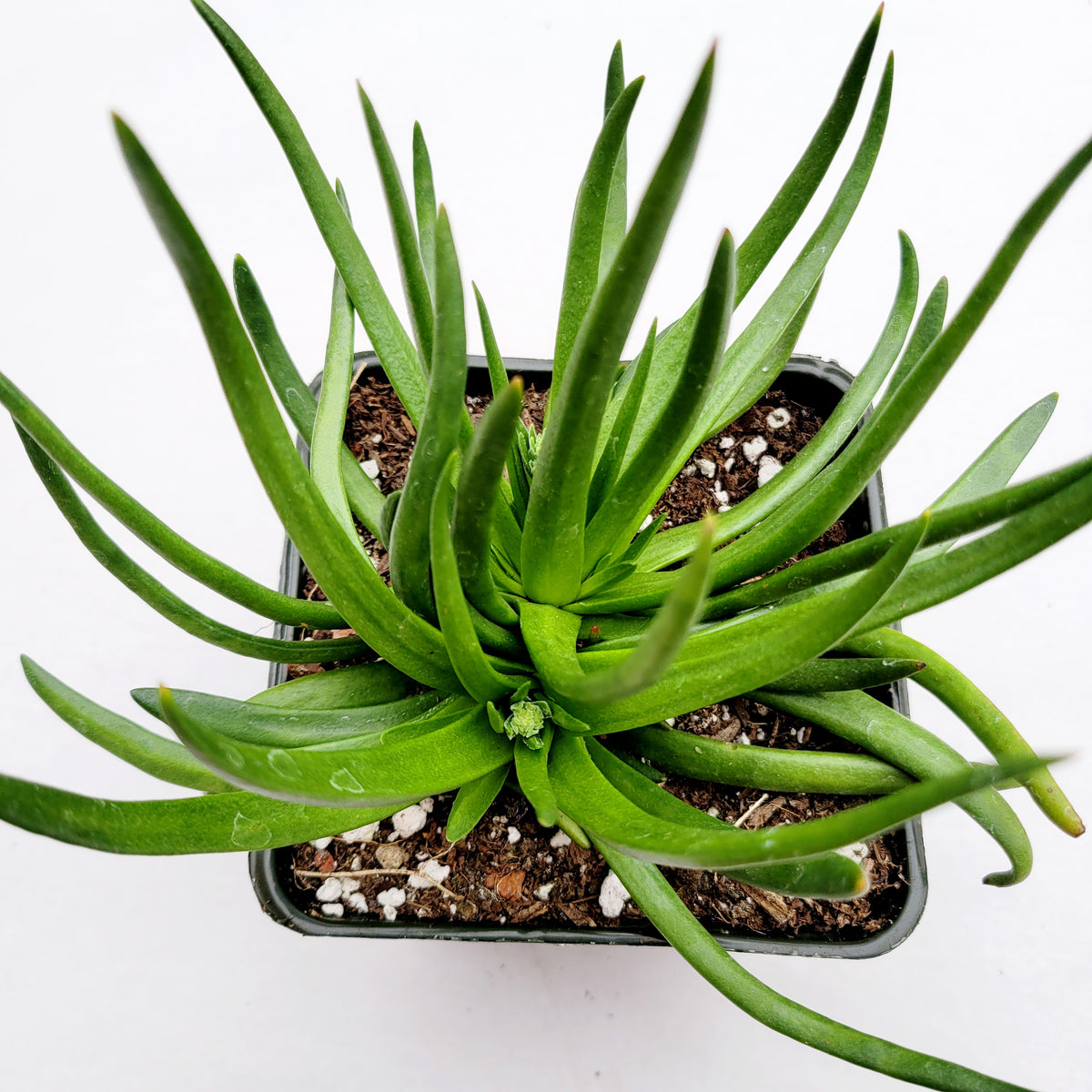 Crassula nudicaulis Devil's Horns