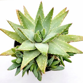 Aloe brevifolia 'Crocodile Plant'