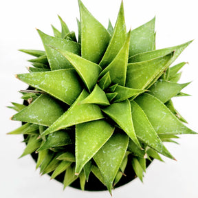Haworthia rigida