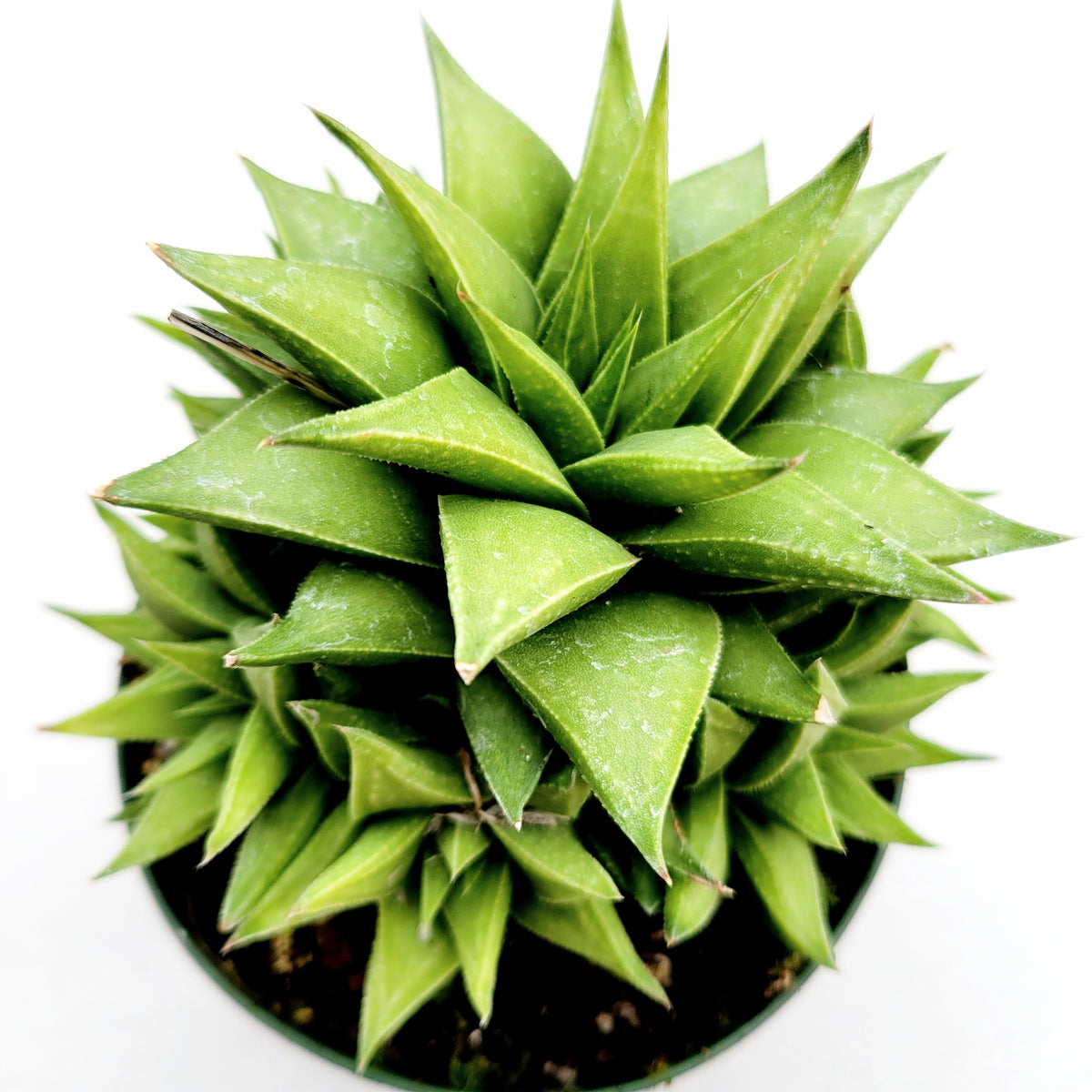Haworthia rigida