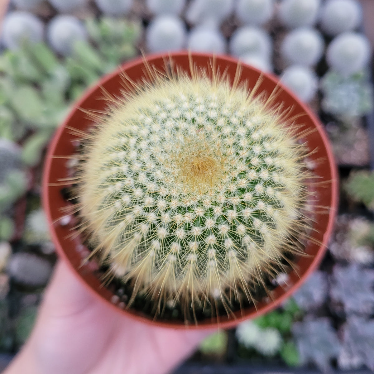 Parodia leninghausii Golden Ball Cactus - Succulents Depot