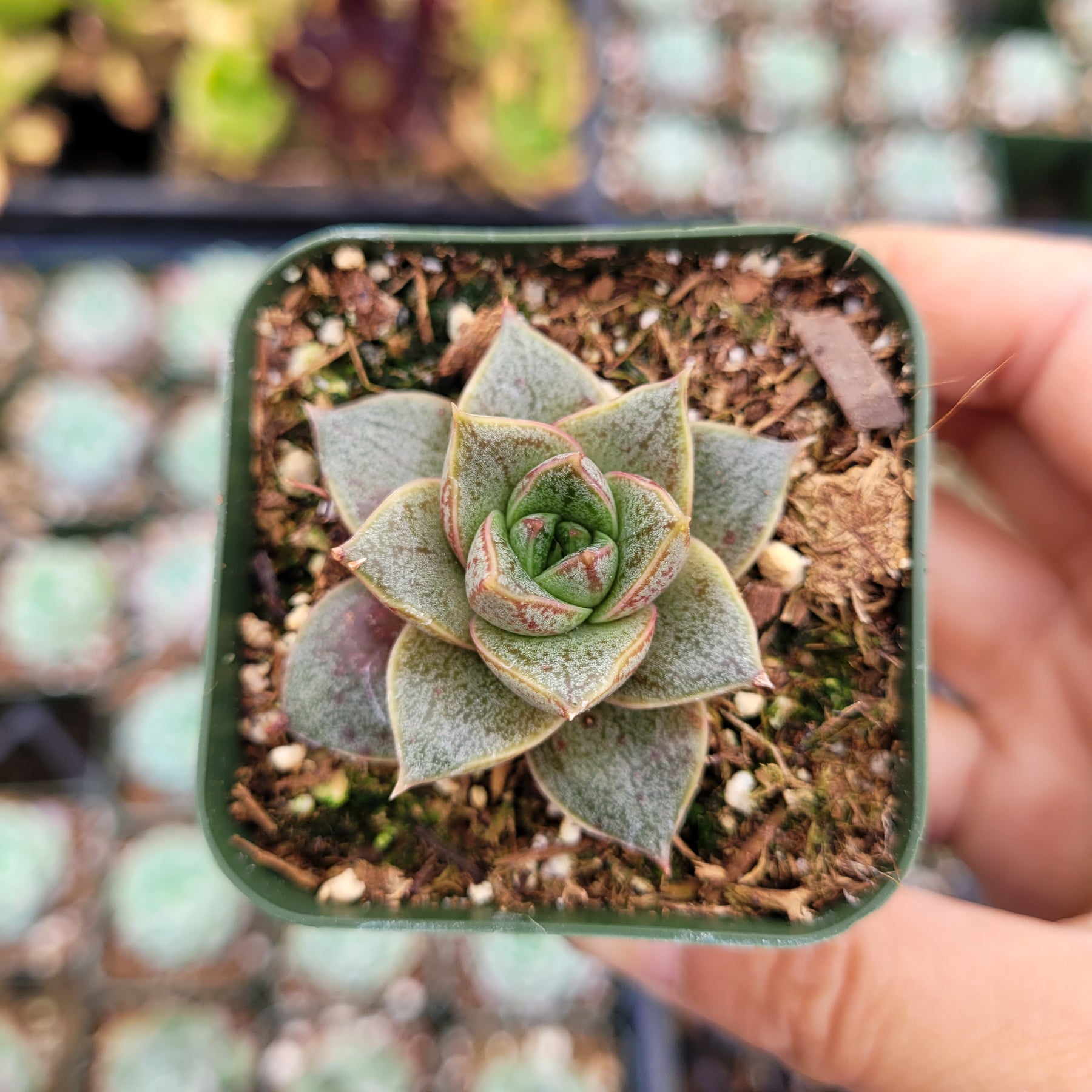 echeveria purpusorum succulent Echeveria purpusorum -