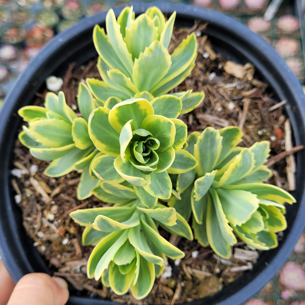 Sedum alboroseum 'Mediovariegatum' Variegated - Succulents Depot