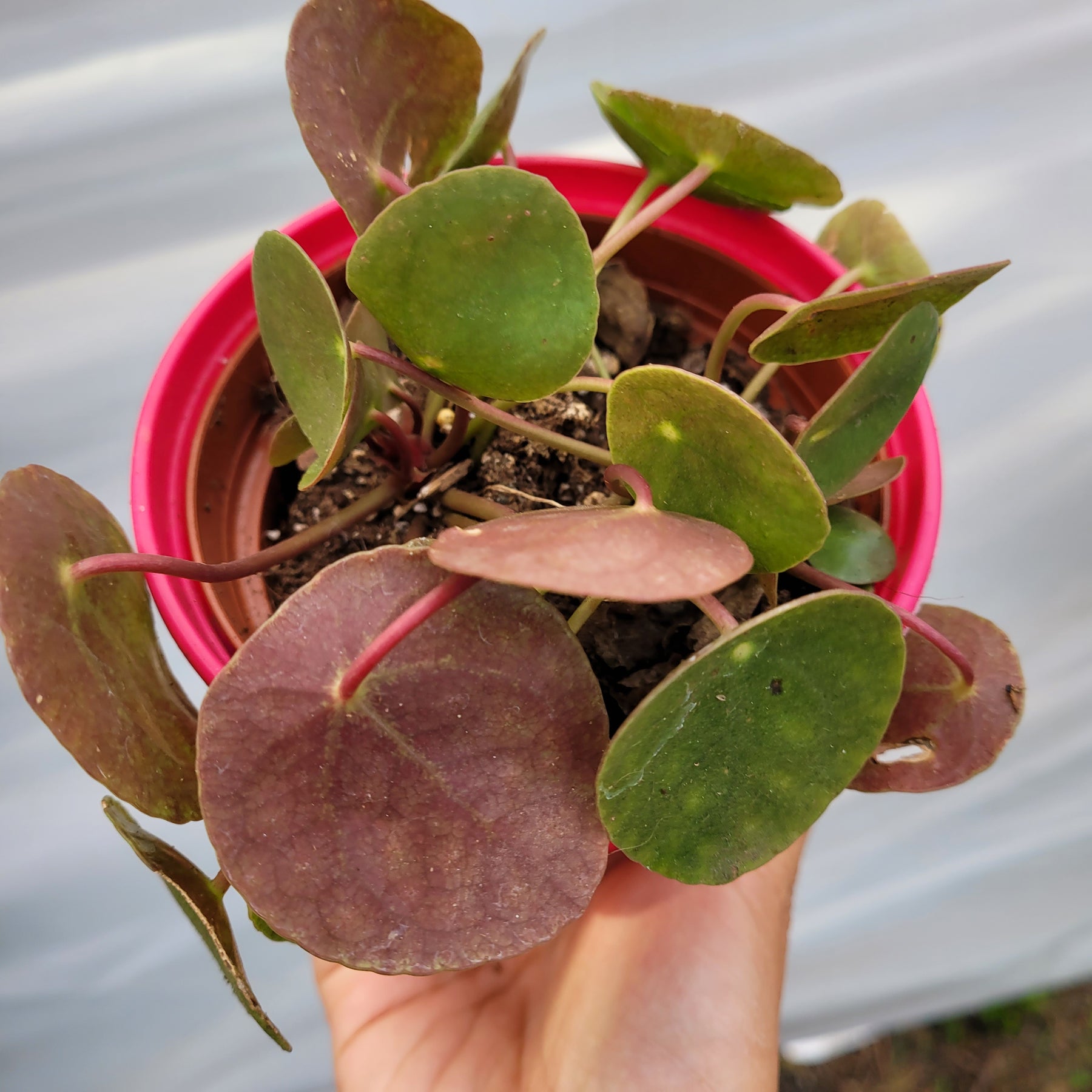chinese money coin plant Pilea peperomioides 'Chinese money plant'
