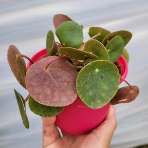 money plant leaves turning red Pilea peperomioides 'Chinese money plant' -