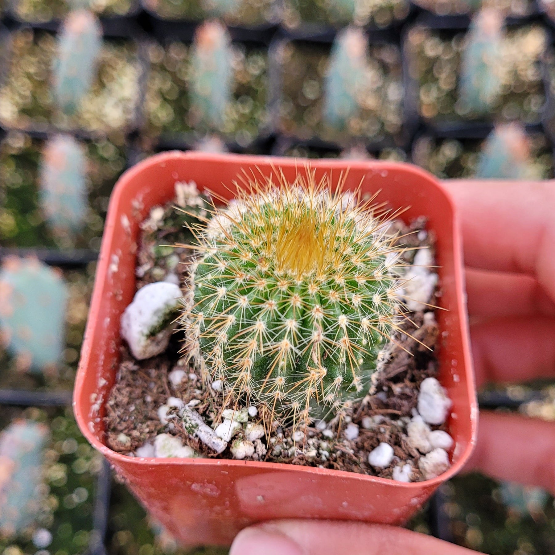 types of parodia cactus Parodia leninghausii Golden Ball Cactus