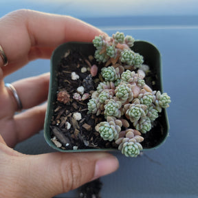 Sedum dasyphyllum 'Major' - Succulents Depot