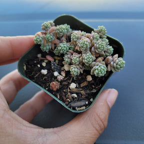 Sedum dasyphyllum 'Major' - Succulents Depot