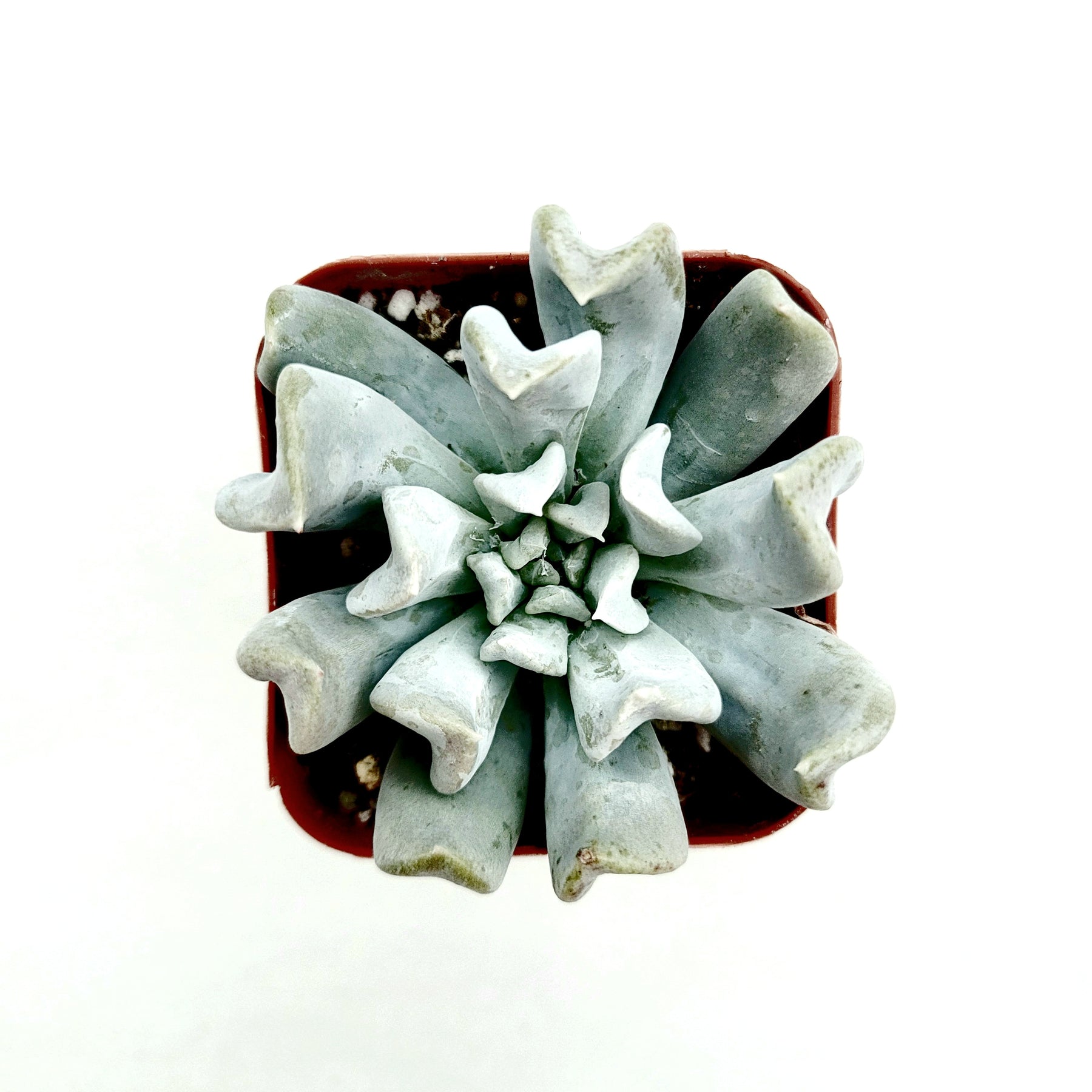 succulent echeveria topsy turvy Echeveria runyonii 'Topsy Turvy'