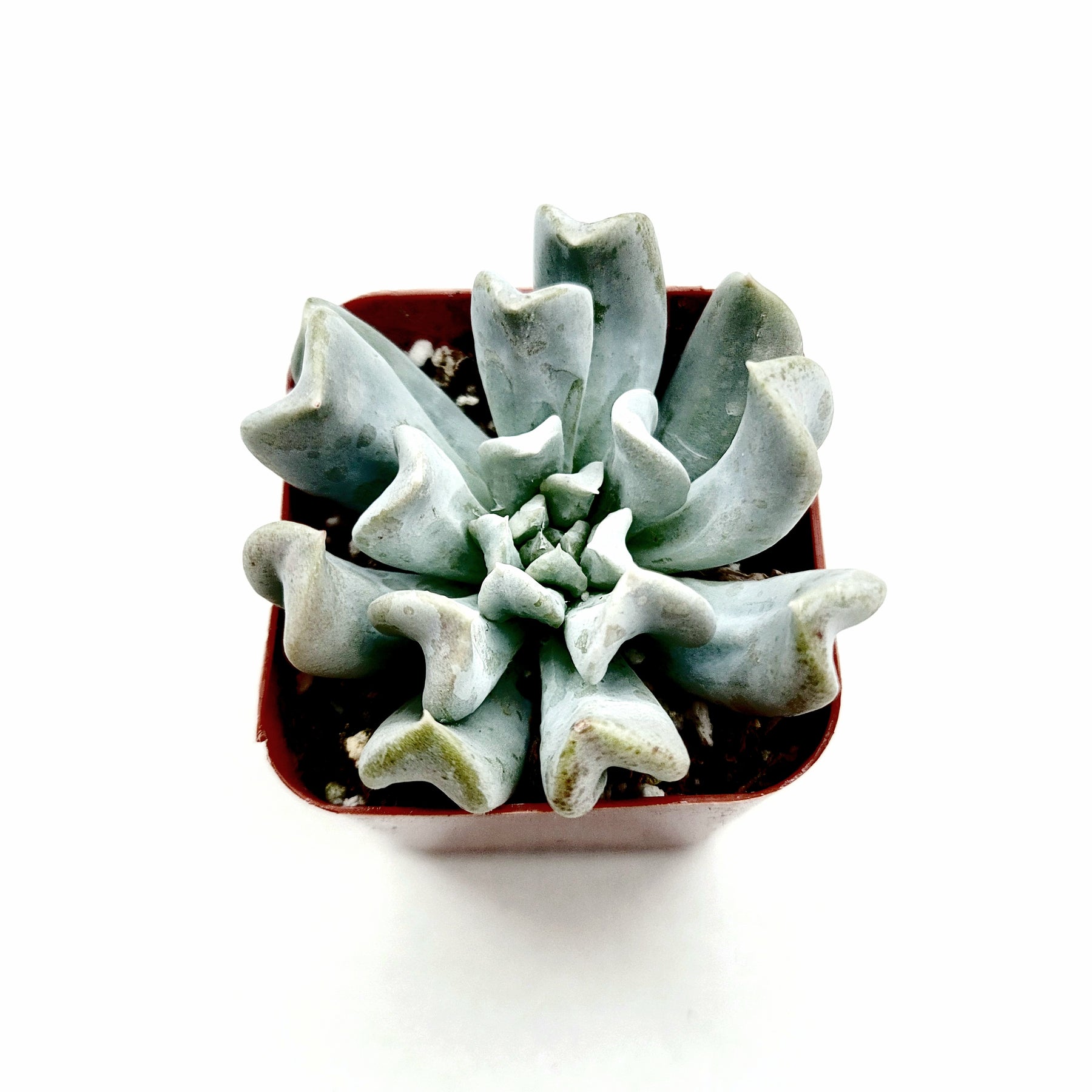 runyonii succulent Echeveria runyonii 'Topsy Turvy'