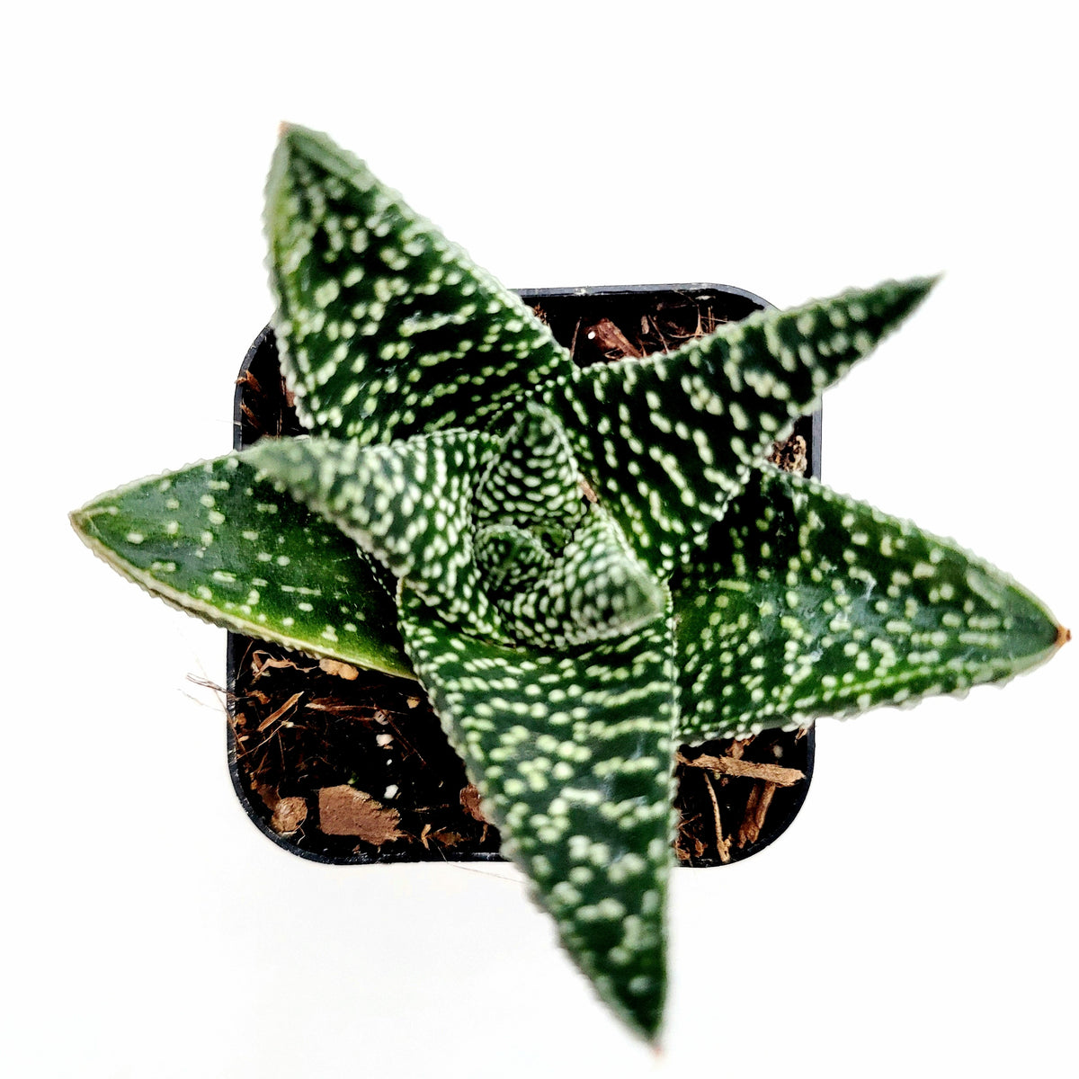 Gasteria 'Okavango'