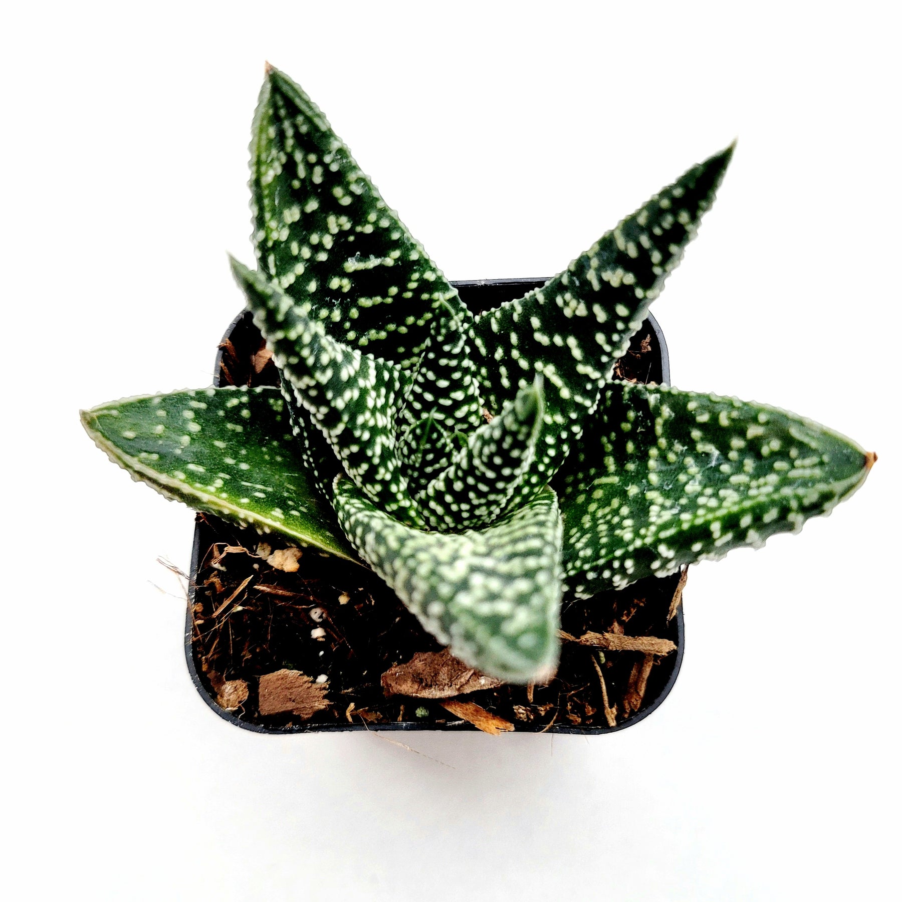 succulent spiky leaves Gasteria 'Okavango'