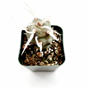 Tephrocactus articulatus 'Paper Spine Cactus'