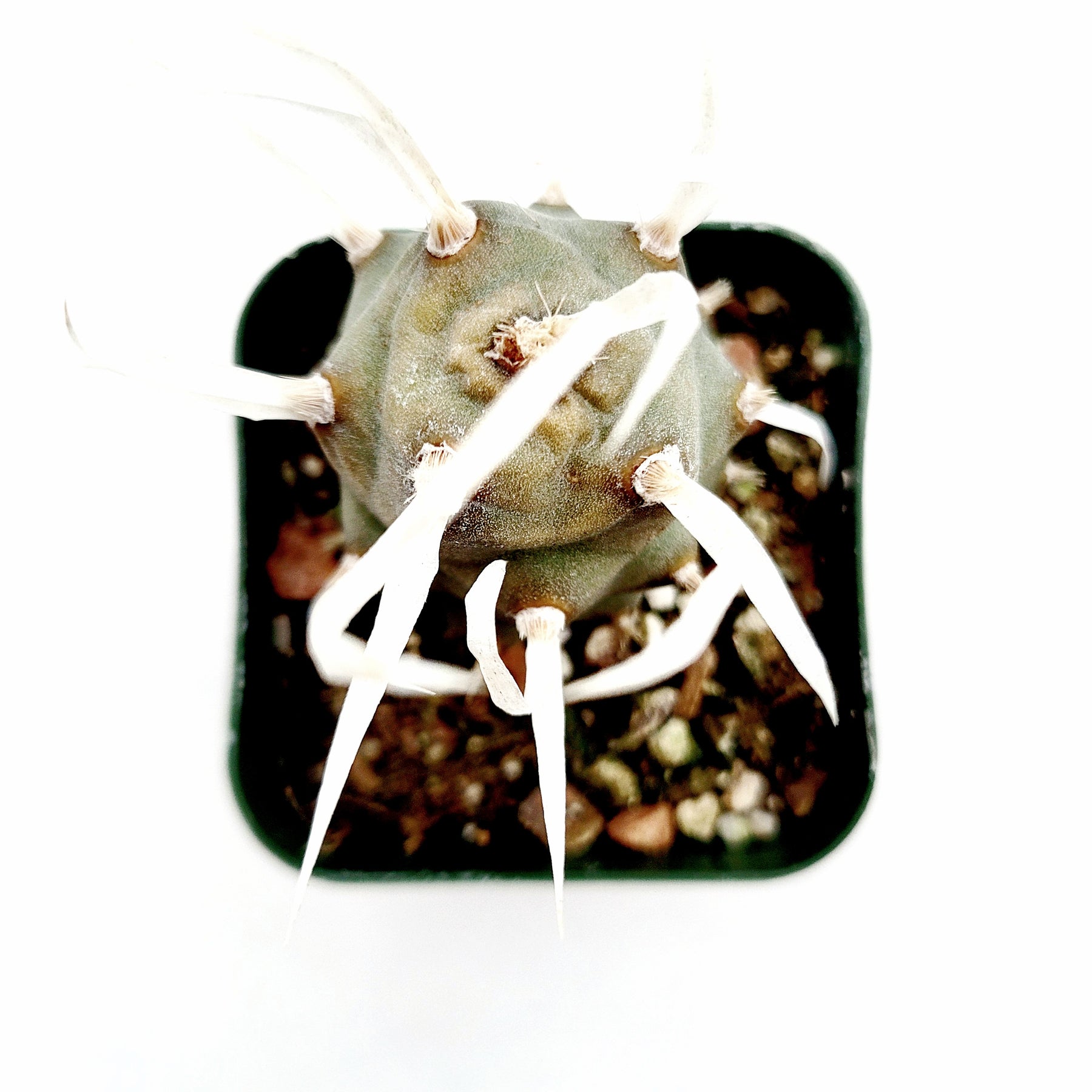 Tephrocactus articulatus 'Paper Spine Cactus'