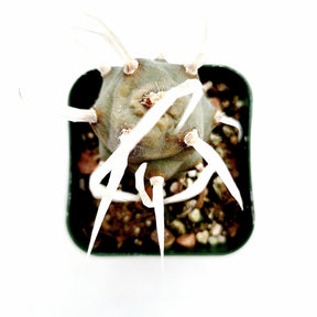 Tephrocactus articulatus 'Paper Spine Cactus'