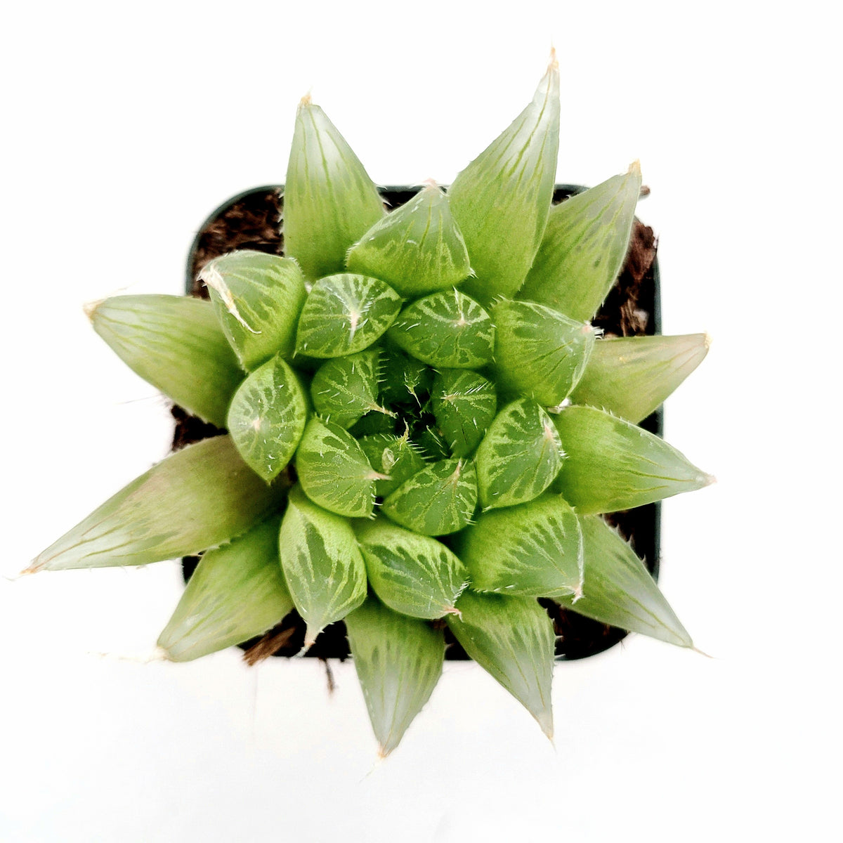 Haworthia cymbiformis 'Cathedral Window Haworthia' - Succulents Depot