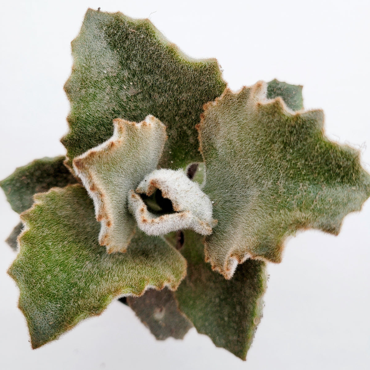 fang succulent Kalanchoe beharensis 'Fang'