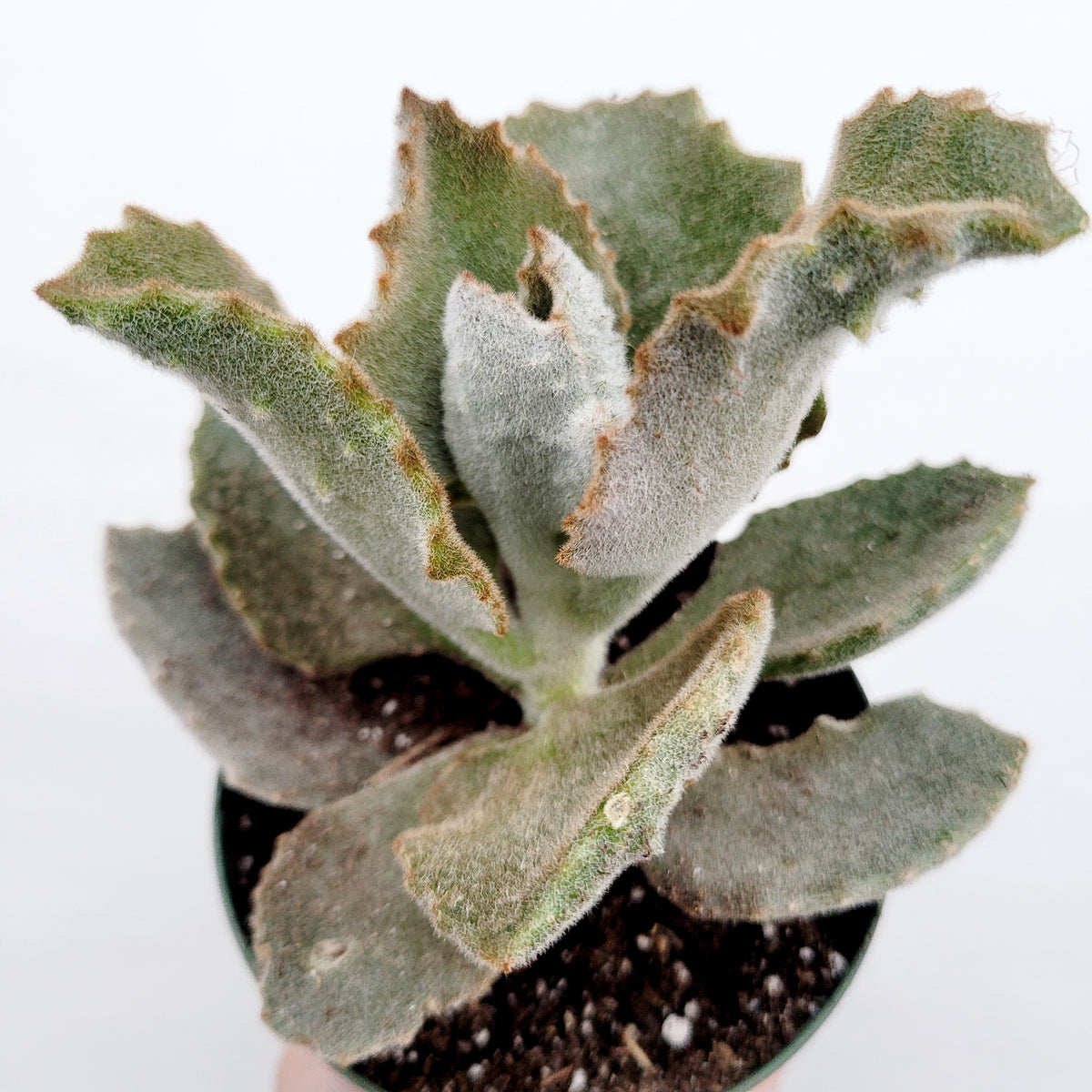 Kalanchoe beharensis 'Fang'