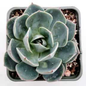 Echeveria imbricata Hybrid